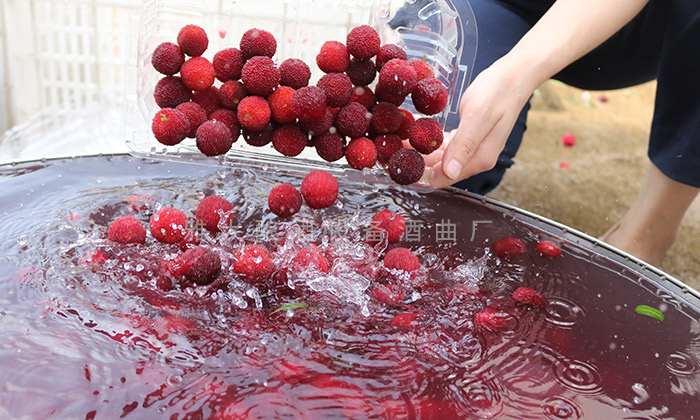 楊梅清洗