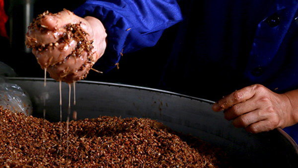 傳統(tǒng)固態(tài)釀酒，酒醅含水量對酒質(zhì)和出酒率有影響嗎？