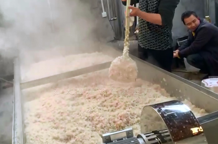 1-12蒸玉米酒的同時，500斤大米也蒸煮
