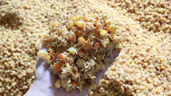 用烤酒設(shè)備做固態(tài)酒，到底要不要配糟？