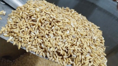 用烤酒設(shè)備做固態(tài)酒，做好這7點(diǎn)出酒率瞬間提高20%！