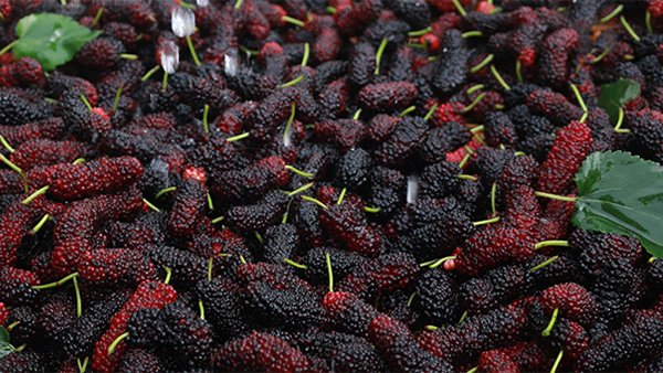 用這種方法做的桑葚酒酸甜可口，新手小白也能做！