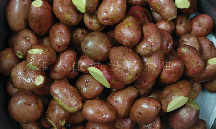 土豆釀酒技術-清洗完成