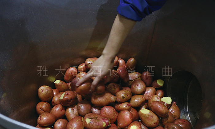 將干凈的土豆倒入雅大小型釀白酒設備 中