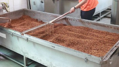 蒸糧時間長，蒸好后總是夾生，試試雅大多功能蒸煮攤涼釀酒設(shè)備