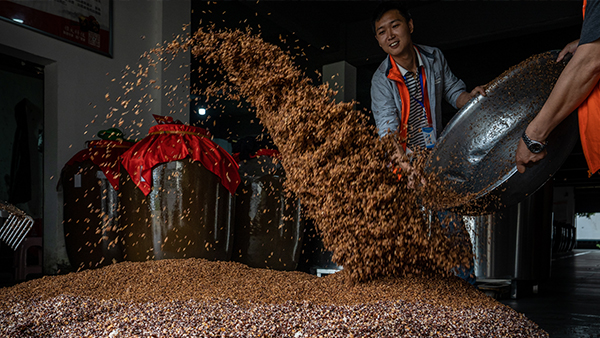 完整版粉碎固態(tài)五糧釀酒技術(shù)，想學(xué)的趕緊看過來！