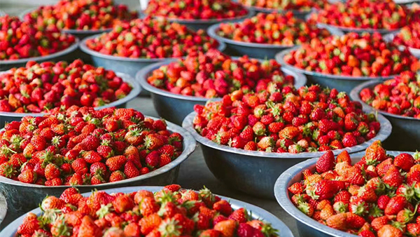 適合女性小酌一杯的微醺草莓酒，口感清甜不易醉人