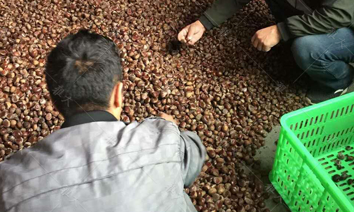 11-22板栗挑選新鮮、飽滿、無蟲蛀、無霉變的為原