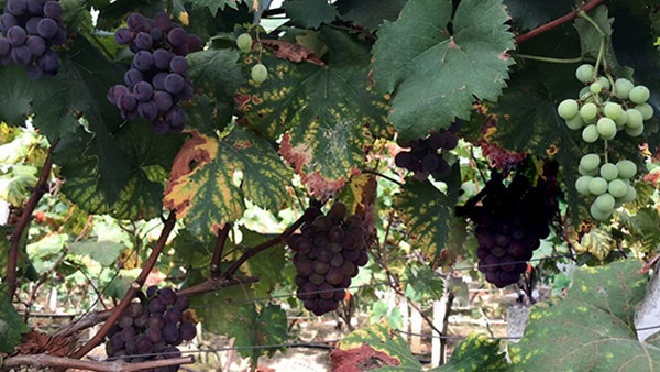 掌握這些步驟，你就能成為葡萄酒釀造高手