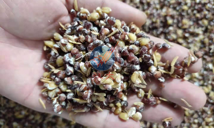 12.7高粱糖化完成，表面長滿菌絲