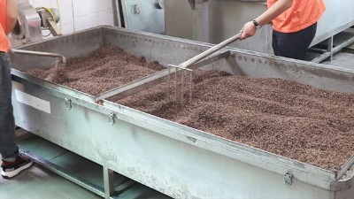 苦蕎酒怎么做出酒率才高？用蒸煮攤涼釀酒設(shè)備蒸糧是關(guān)鍵！