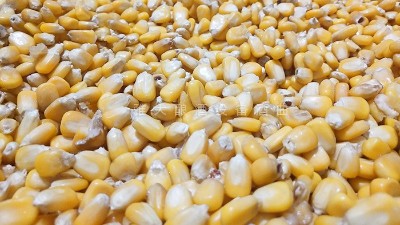 用烤酒設(shè)備做包谷燒，忽略這1點將影響產(chǎn)量和口感