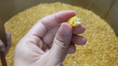 很多人用烤酒設(shè)備做固態(tài)酒時用這種水泡糧，怪不得不出酒！