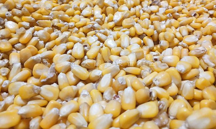 原料的選擇一定要飽滿、新鮮無(wú)霉