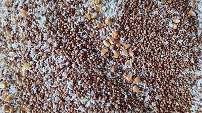 用小型白酒釀酒設(shè)備蒸的酒苦味重，快查查原料是否處理得當(dāng)！