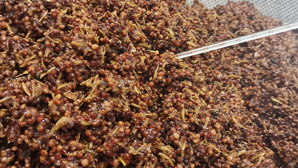 早春用白酒釀酒設(shè)備做固態(tài)酒，糖化不升溫怎么辦？