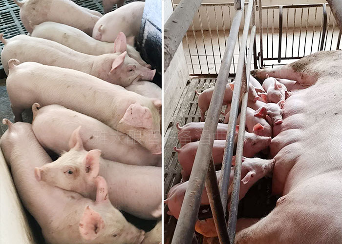 12.15釀白酒設(shè)備釀酒為主，養(yǎng)豬為輔，僅一年時間，收入百萬