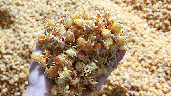 雅大烤酒設備釀酒師非要挑戰(zhàn)三伏天釀酒，竟然成功了！