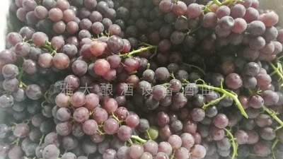 民間葡萄酒釀造潮再度興起，趕緊惡補下葡萄釀酒知識