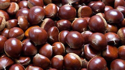 又到吃板栗的季節(jié)，可你知道怎樣用做酒設備釀造板栗糯米酒嗎？
