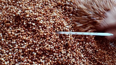 電加熱釀酒設(shè)備做固態(tài)酒攤晾注意事項(xiàng)，99%的釀酒老師傅都不知情