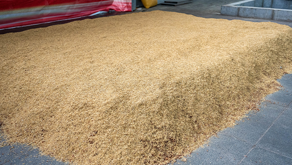 小曲固態(tài)釀酒為什么要糖化，不糖化可不可以？