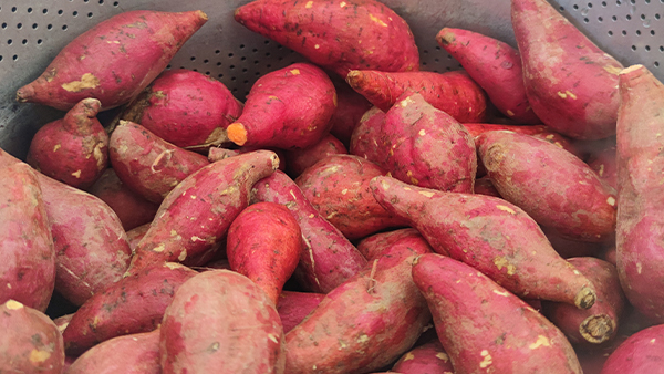 用烤酒設(shè)備釀造美味紅薯酒，想學(xué)的趕緊點(diǎn)進(jìn)來！