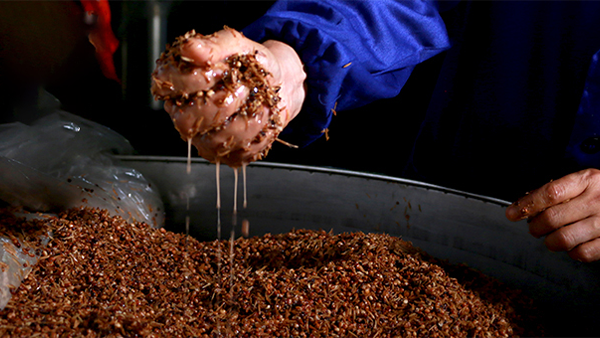 真正決定白酒風(fēng)味的，是這些看不見(jiàn)的“小魔法師”