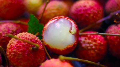 超詳細(xì)的荔枝釀酒教程新鮮出爐，趕緊用果酒釀酒設(shè)備將它們釀成酒！